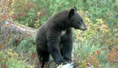 Black bear relocated after wandering into Pocatello neighborhood | Local