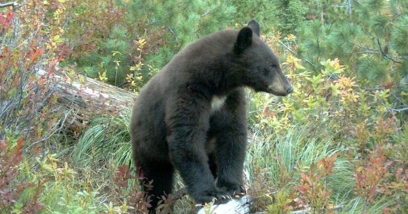 Black bear relocated after wandering into Pocatello neighborhood | Local