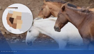Wild horses and burros in US: How their population has grown