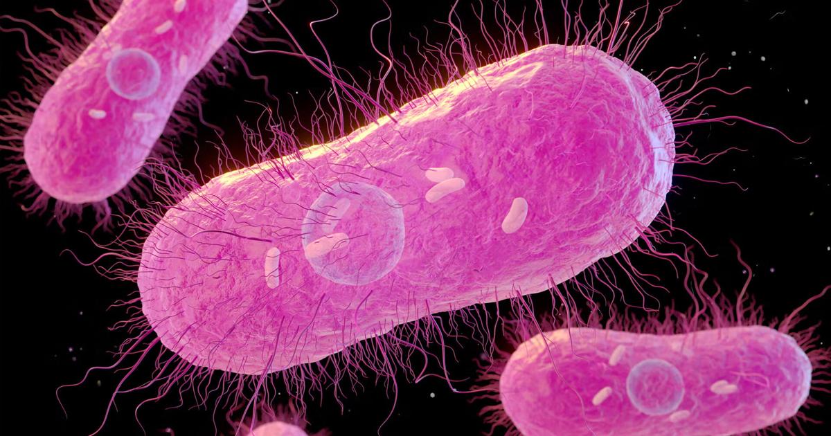 Health officials investigating Salmonella outbreak across Cache and Box Elder counties | News