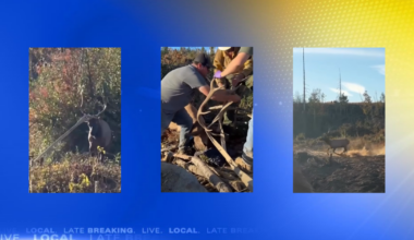 Elk gets antlers tangled in fire hose, ODFW and fire crews assist | Local