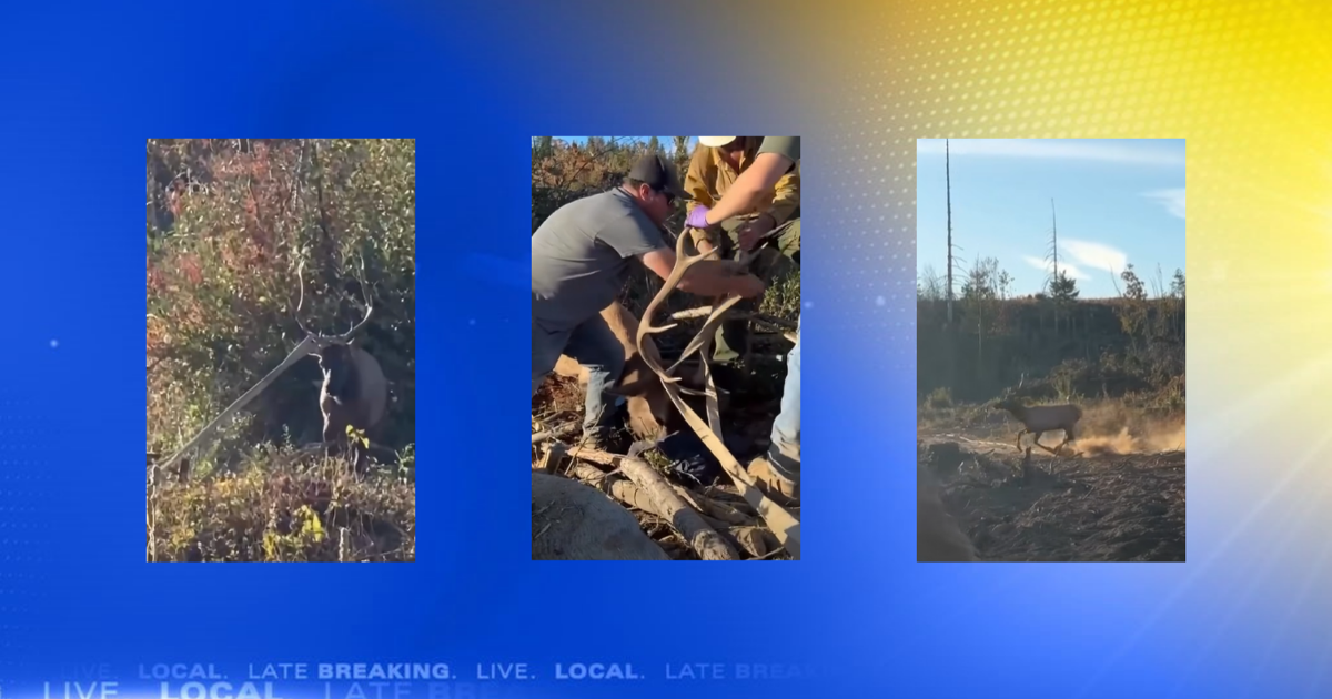 Elk gets antlers tangled in fire hose, ODFW and fire crews assist | Local