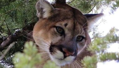Montana FWP monitoring Helena mountain lion activity