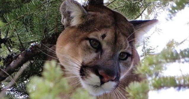 Montana FWP monitoring Helena mountain lion activity