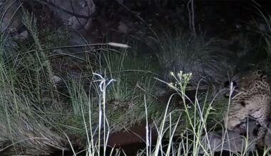 Meet all 5 jaguars spotted in Arizona