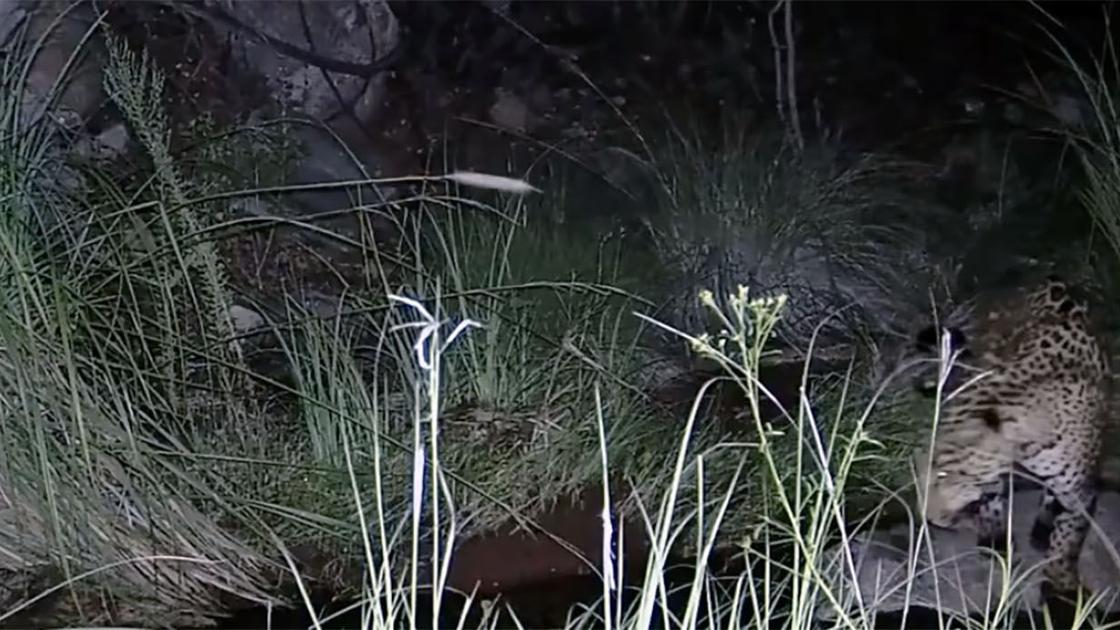 Meet all 5 jaguars spotted in Arizona