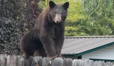 Why this year's bear activity near Bend is so severe | Pets, Animals and Nature