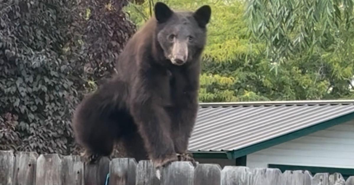 Why this year's bear activity near Bend is so severe | Pets, Animals and Nature