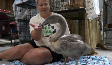 Fish the swan navigates rehab after rescue at Columbia park | Columbia