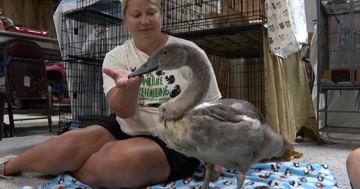 Fish the swan navigates rehab after rescue at Columbia park | Columbia