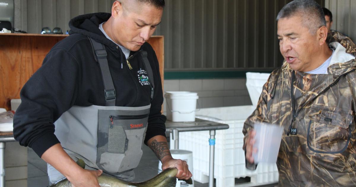 Chinook salmon impacted by four years of drought in the Yakima Basin | Local