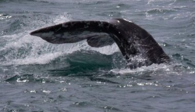 Whale found on cruise ship bow in Alaska for second time since June | Travel