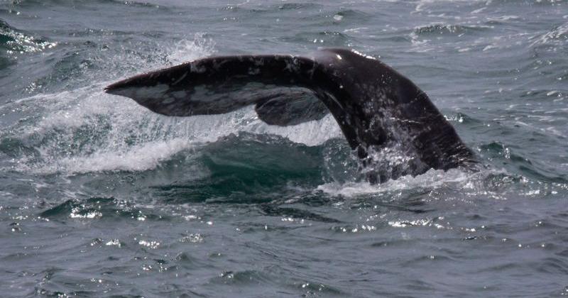 Whale found on cruise ship bow in Alaska for second time since June | Travel