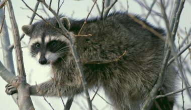 Raccoon attack leaves two Pocatello residents injured, prompts Fish and Game to urge caution around wildlife | Local