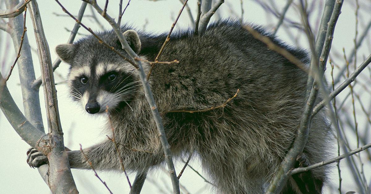 Raccoon attack leaves two Pocatello residents injured, prompts Fish and Game to urge caution around wildlife | Local