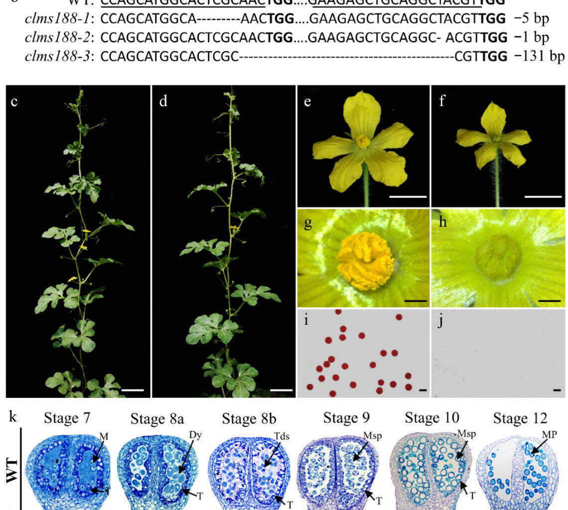 Genetic module unlocks male sterility for hybrid watermelon breeding