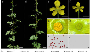 Genetic module unlocks male sterility for hybrid watermelon breeding