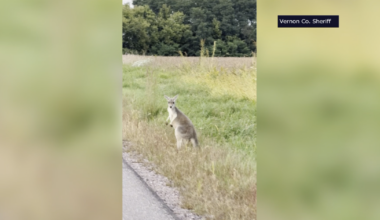 Another Kangaroo sighting in Columbia County | News