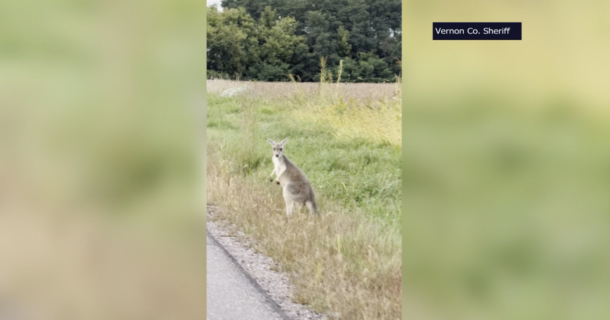 Another Kangaroo sighting in Columbia County | News