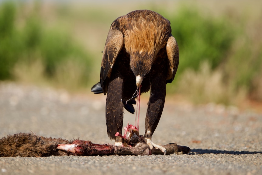 A large wedge-tailed eagle eating a dead kangaroo which was hit by a car.