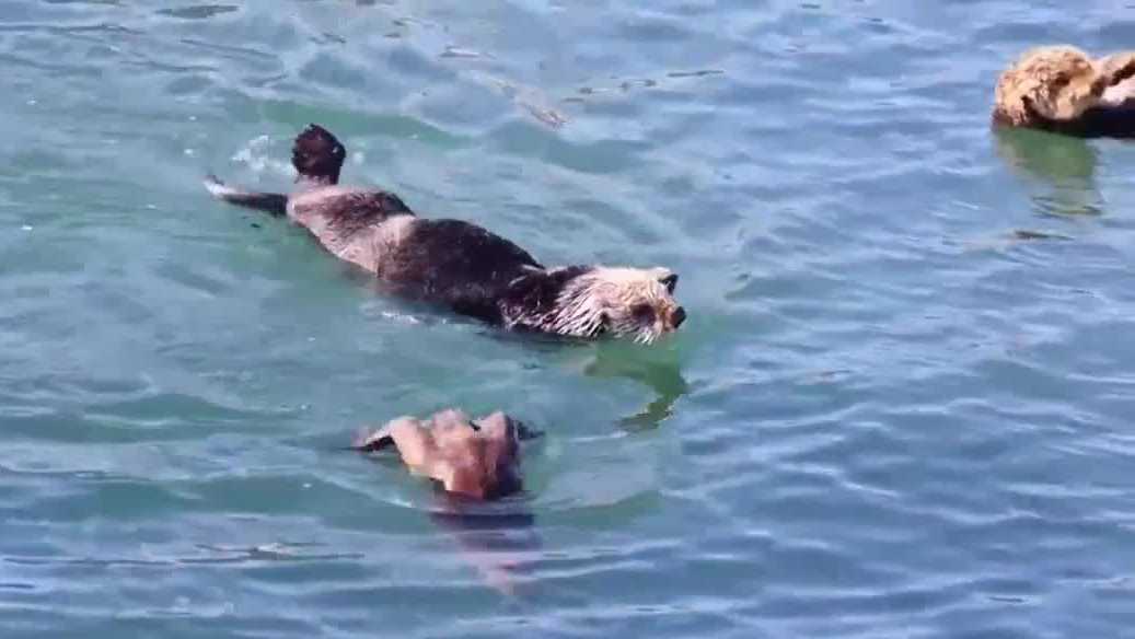 Central Coast experts alarmed by Endangered Species Act changes