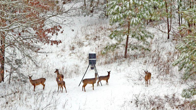 TWRA officials say many hunters consider baiting unethical and will not buy the new bait privilege license. They say, however, if neighbors are baiting and they begin seeing fewer deer on their property, in the future they may feel forced to start using bait. (Photo: Richard Simms)
