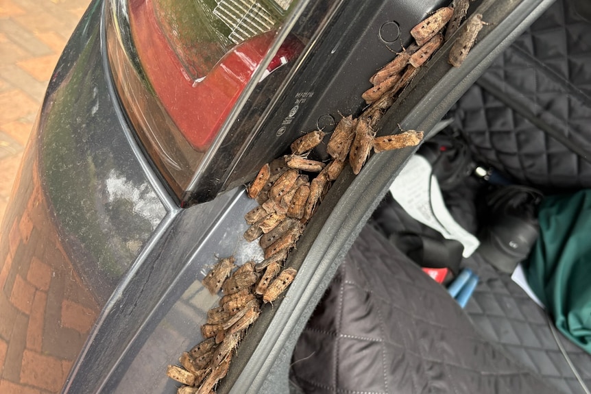 a swarm of moths sitting on a car boot