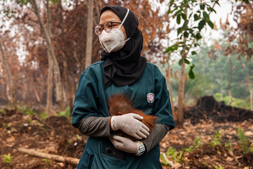 A woman in a hijab and N95 mask holds a baby orangutan close in her arms.