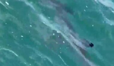 Hammerhead shark spotted off Connecticut coast, witness says