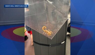 Scorpion found in wrestling mats delivered to Maine club