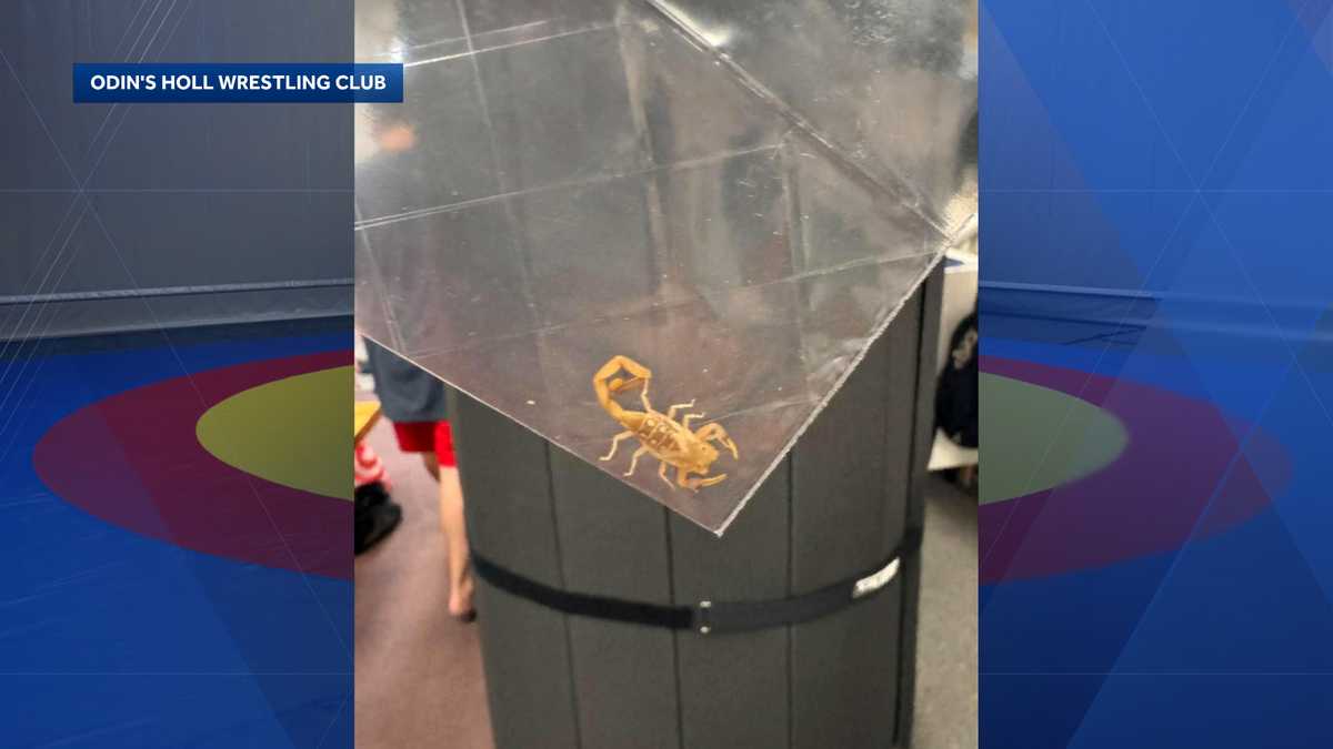 Scorpion found in wrestling mats delivered to Maine club