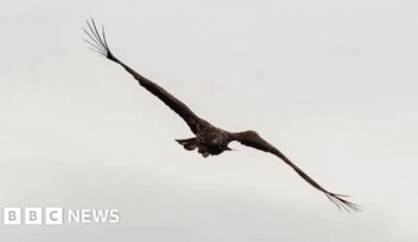 'Miracle' eagle with broken wing spotted back above Scottish coast - BBC