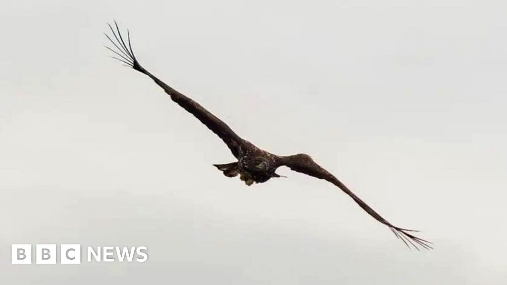 'Miracle' eagle with broken wing spotted back above Scottish coast - BBC