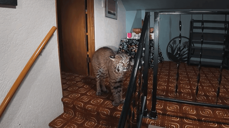An image of a bobcat that was removed from a Kirkland home after being found inside in late August. (Courtesy: Kirkland Police Department)