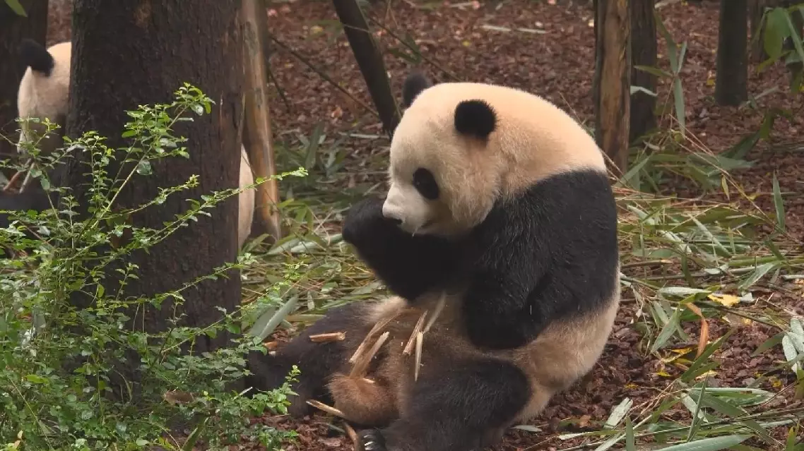 Chinese specialists correct giant panda's crooked jaw in first-of-its-kind procedure