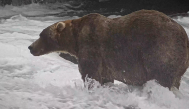 Backpack voted Fat Bear Week 2026 winner, beating out another offspring of former champ