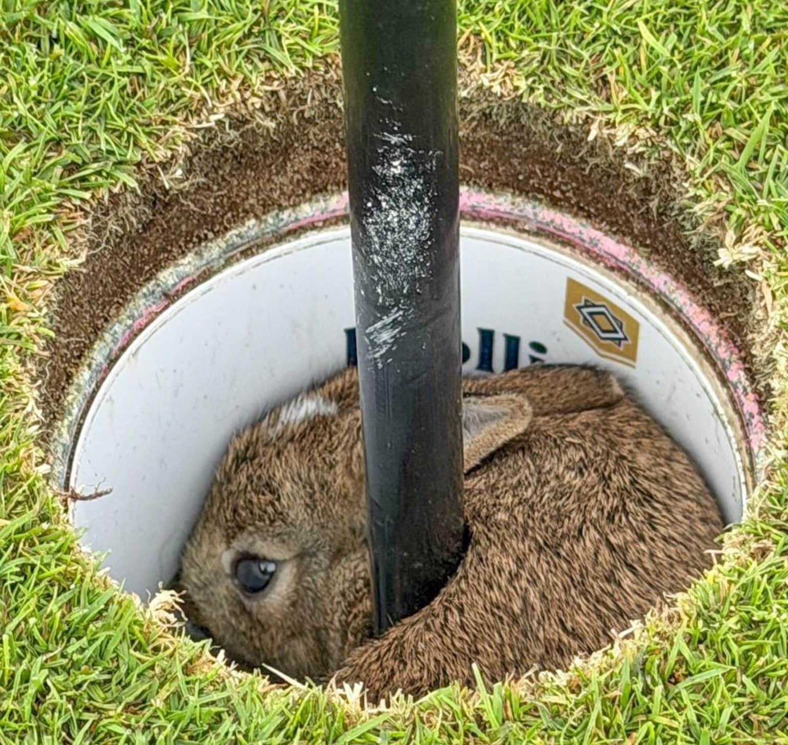 The rabbit in the hole at the Hollins Hall Golf Course in Baildon, West Yorkshire