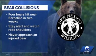 Drivers in central NM urged to watch out for bears after several killed in last few weeks