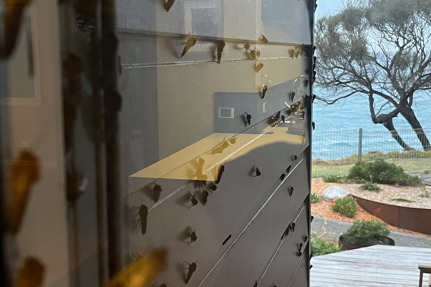 A window covered in moths