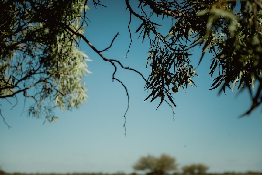 a quandong fruit hangs from a branch in front of a blue sky