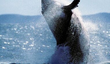 Humpback whale spotted in California river, traveling 60 miles from Pacific Ocean