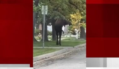 Moose wanders through West Fargo city limits