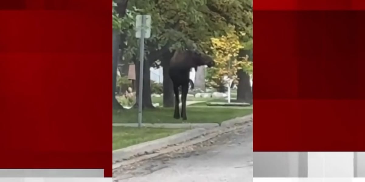 Moose wanders through West Fargo city limits