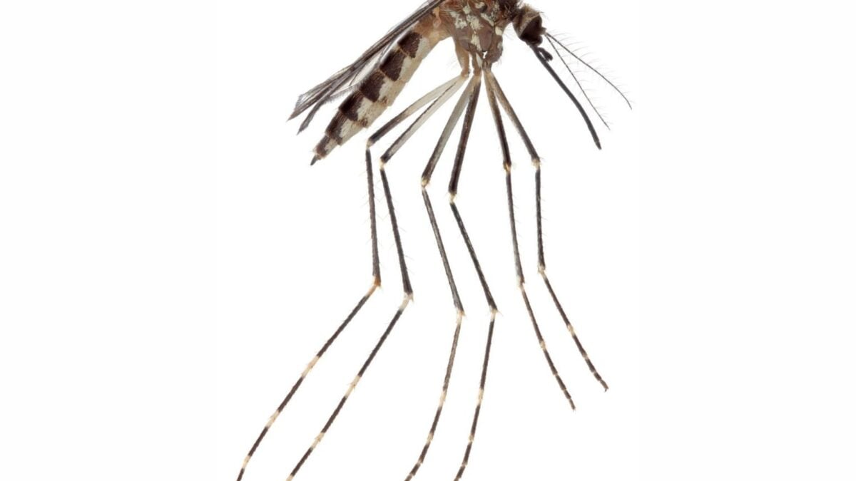 Scientists Confirmed a New US Mosquito Species—and It May Already Be Spreading