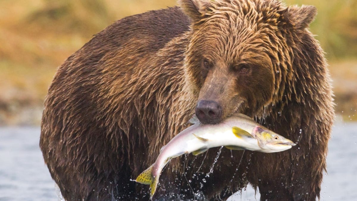 An Alaskan brown bear in the wild.