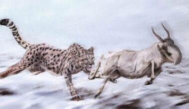 The 'American Cheetah' Wasn't a Cheetah. New DNA Evidence Shows Just How Wrong Scientists Had It