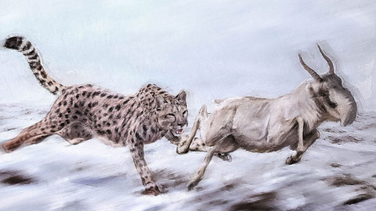 The 'American Cheetah' Wasn't a Cheetah. New DNA Evidence Shows Just How Wrong Scientists Had It