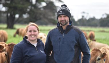 Australian dairy herd lifts genetic merit with Jerseys
