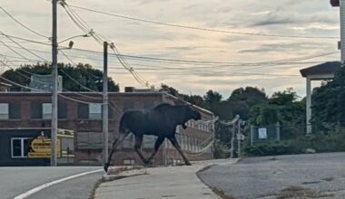Moose crosses Route 2, wanders through Gardner, police say