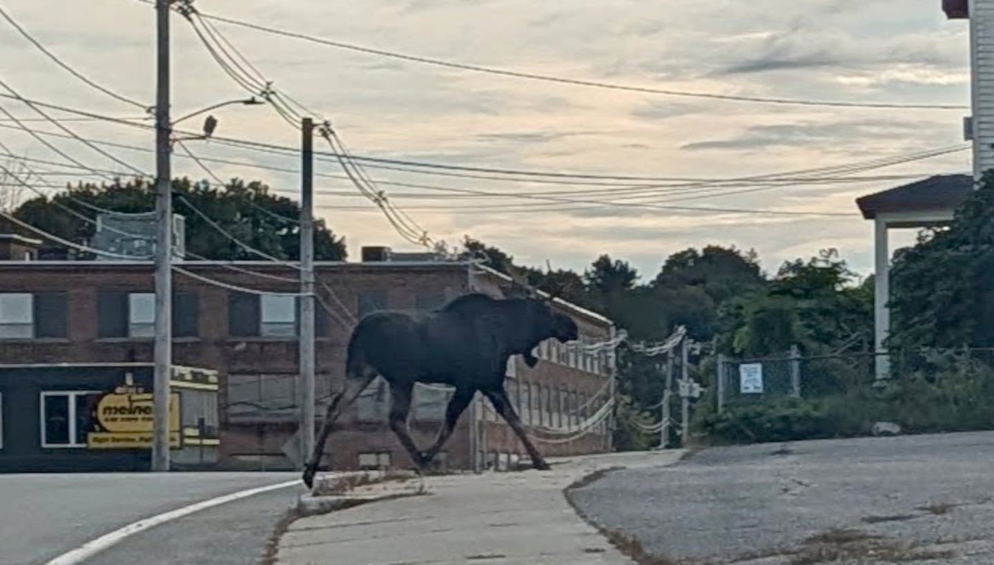 Moose crosses Route 2, wanders through Gardner, police say